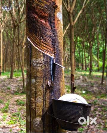 Tapping Rubber estate