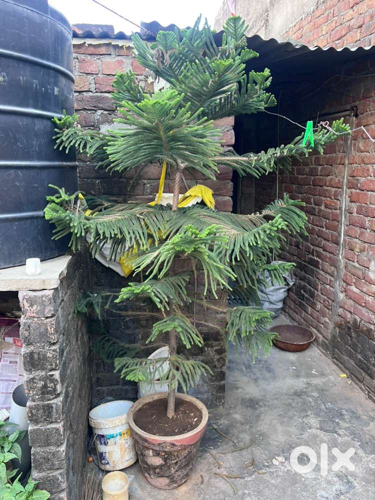 Plants and home decor