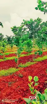 Agriculture Land for sale in