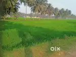 Tar road ZP road facing agricultural land