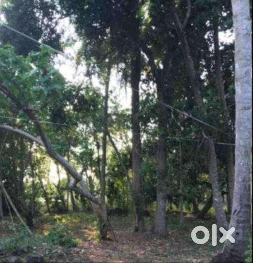 Land for sale in chirayinkeezhu