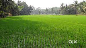 Farming Lands available for rent in palakkad