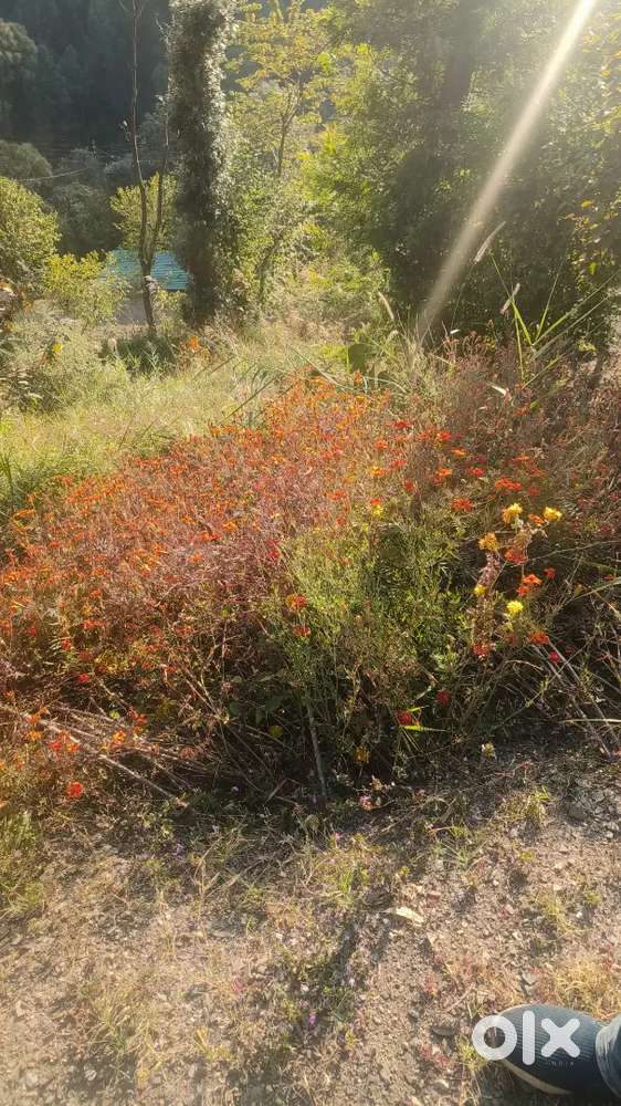 4 Biswa Land for Sale in Solan