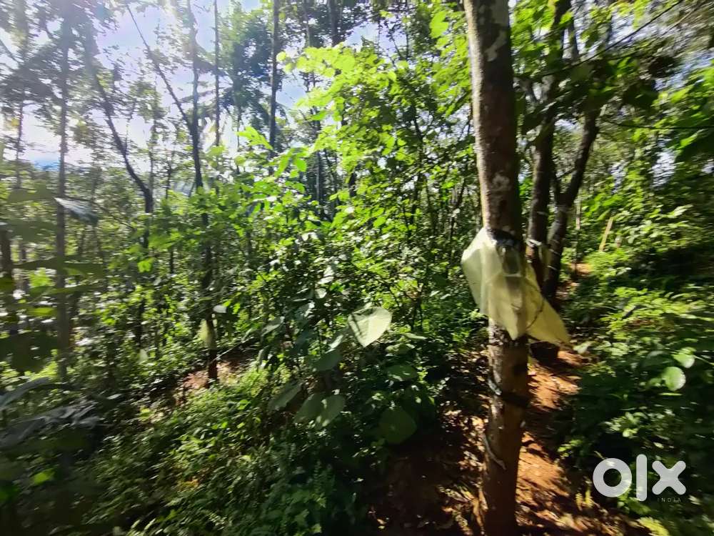 2.5 Acre of rubber plantation for sale