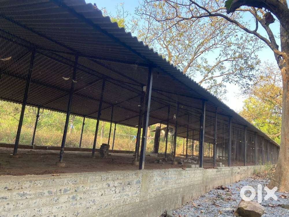 Poultry, goat farm fully constructed, bore water, electricity connecti