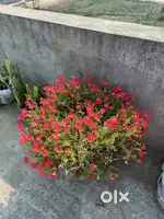 Mahindra pick up driver