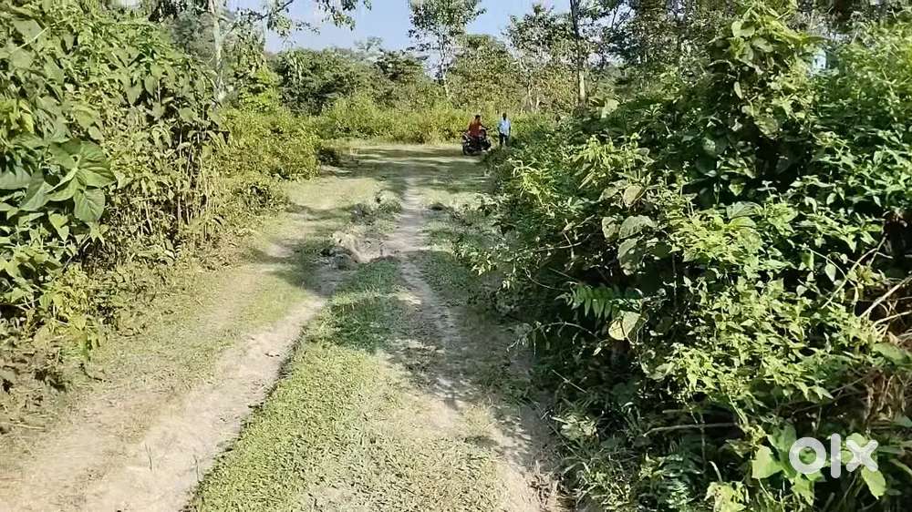 Resort, lodge, Homestay, personal Home, Farm house, small tea garden