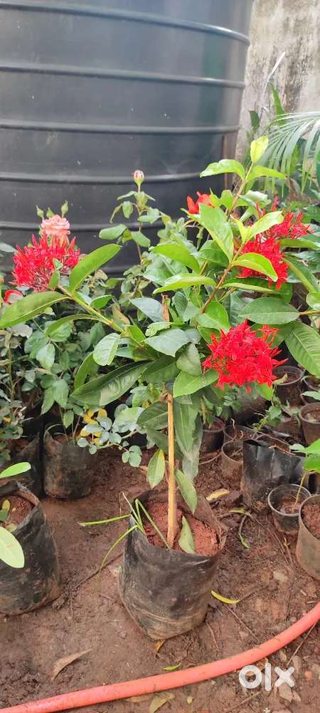 Gardening plants sale