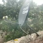 All dish sittings with no single problem