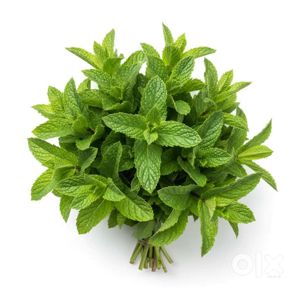 Pudina/Mint Leaves
