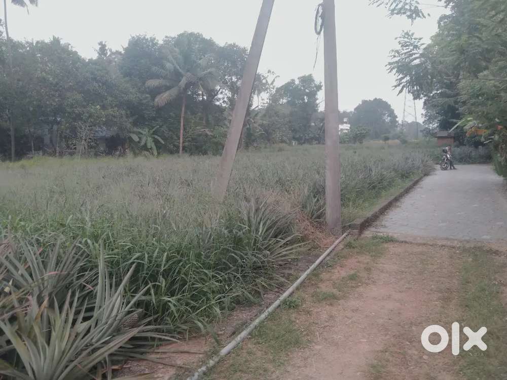 ORGINAL LAND FOR SALE 94 CENTS  PALLIKARA PAZHAMTHOTTAM INFOPARK 12 KM
