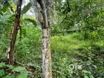 10 cent MANNANTHALA jn 1km