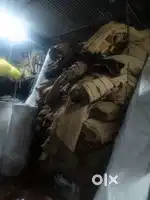 Carpet for sell