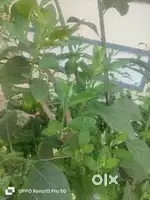 Sugar tree
