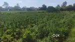 5.5 acres single boundary land for urgent sale,