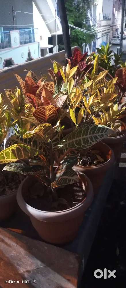 Home and garden plants