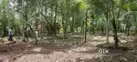 48.25 CENT LAND FOR SALE IN THOTTADA