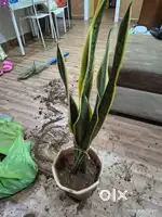 Plants for sale different prices