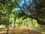My Land is a  Blessed Land