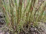 Cardamom plantation with farm house