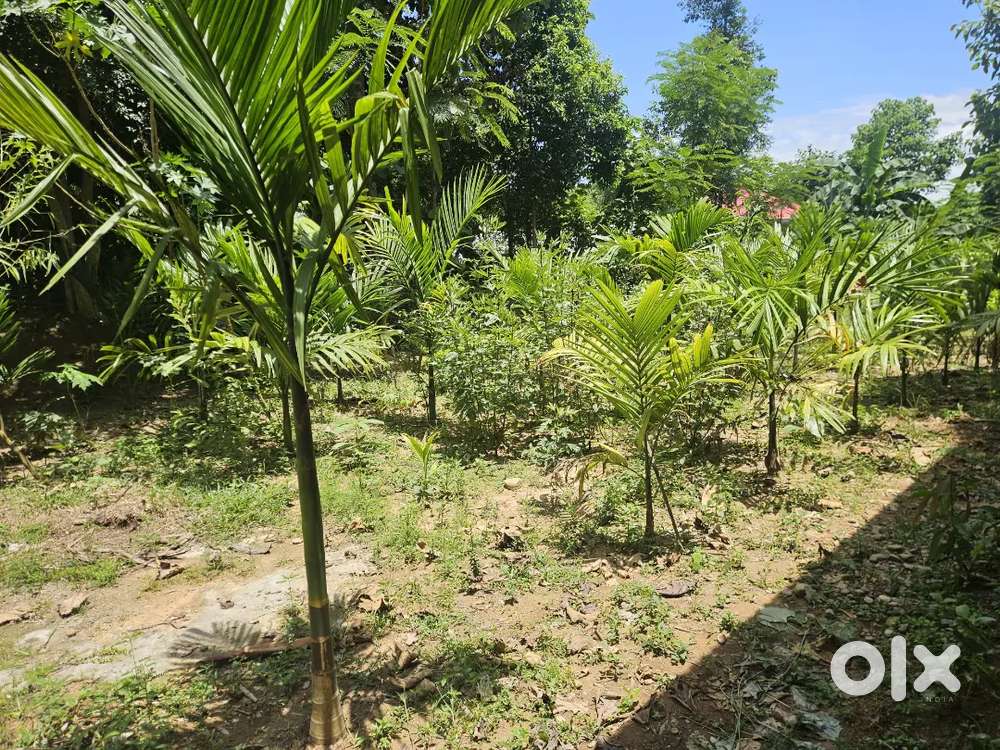 Land for sale seitheke basa