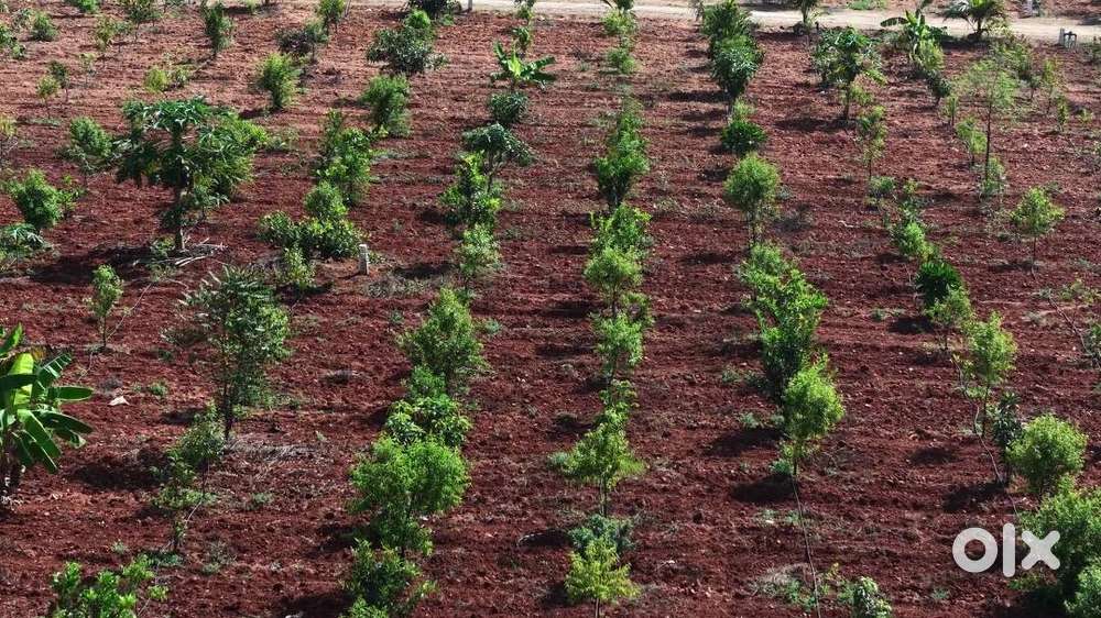 Sandalwood Farmland @ ₹399/sq.ft – Limited Offer!