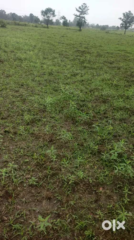 Dadghari Near Gelephu Bhutan Border 5 Bigha Per Bigha 260000