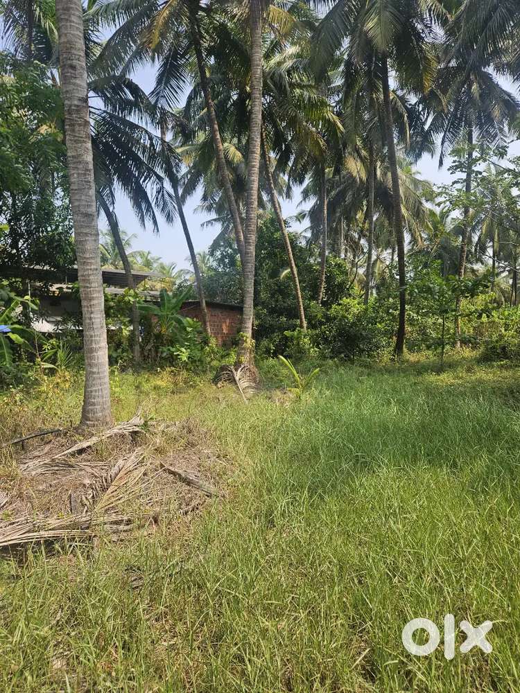 7 cent Housing Plot at Ambalapuram Cherukunnu