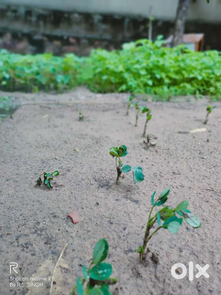 Plot nearby k s school bagar