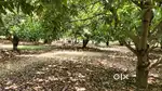Mango Garden available for sale near NH71
