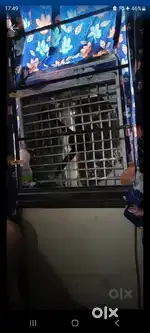 Air cooler