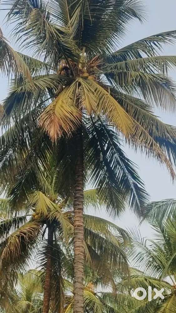 100% water condition coconut property sales