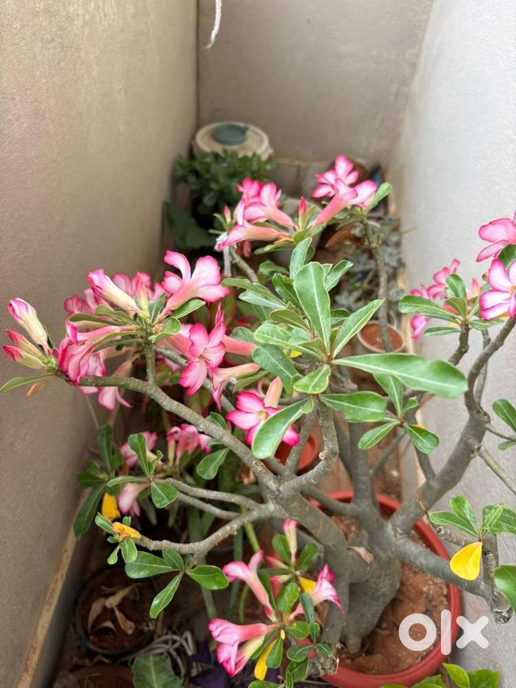 Shadow teacher for a Primary