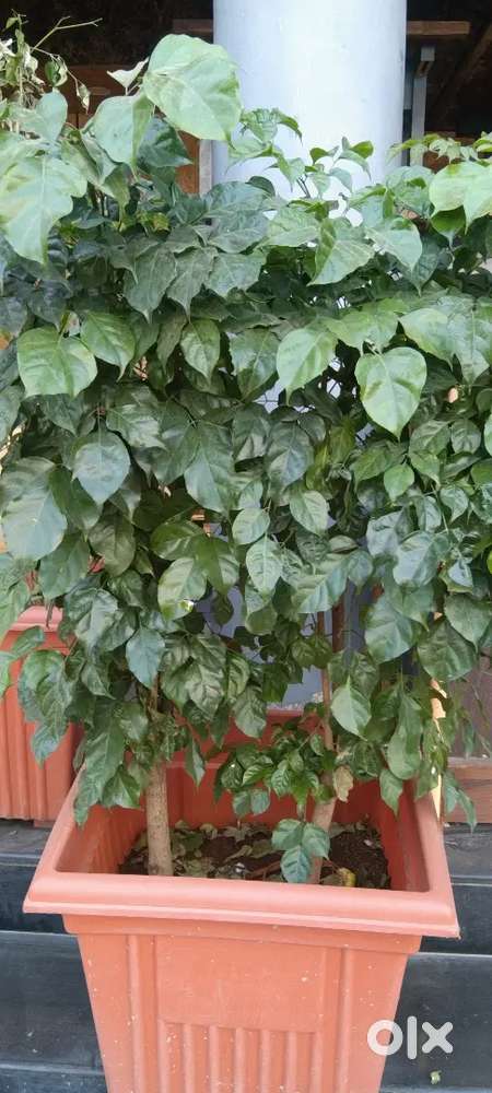 Need Driver as a valey parking