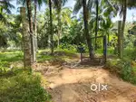 Coconut farm land 6 acre at chittur palakkad