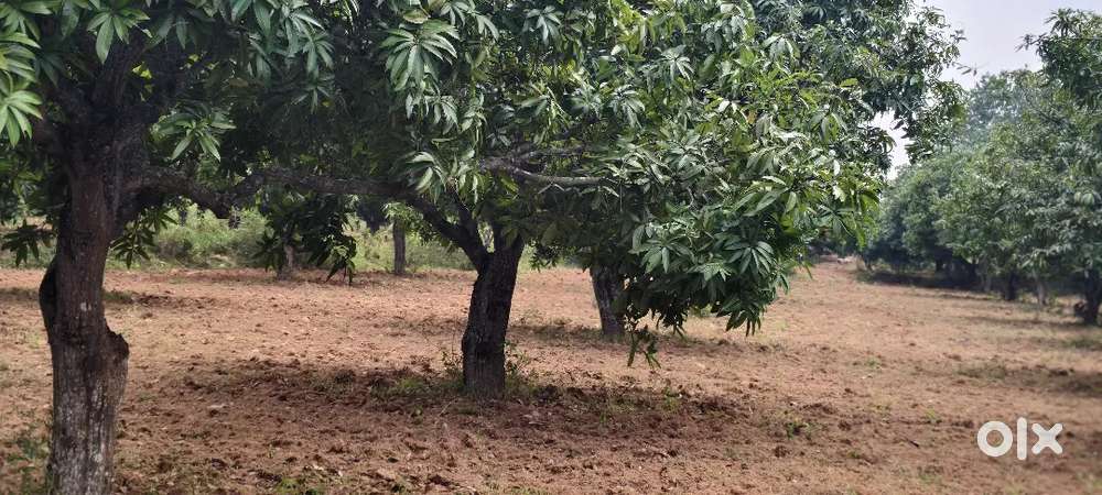 4 acer Mango garden N H Highway to wakable distance