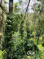 1Acre 80 cents Coffee, Rubber, Arecanut,pepper property