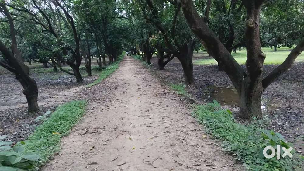 कृषि वाले जमीन खरीदे तुरन्त कब्जा पाए बीघे मे डामर रोड से लगा हुआ हैं