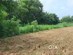 1 vigha Agricultural land (mokshi vadodara)