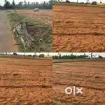 Agriculture land / agricultural land