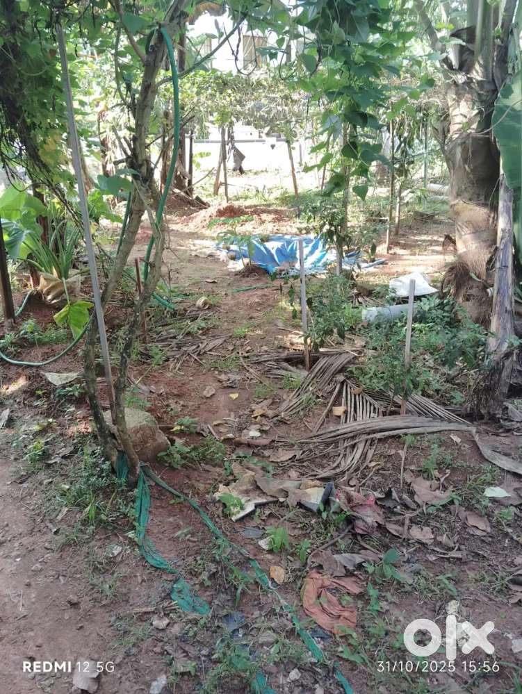 Plot for sale at Pallichal Peringammala