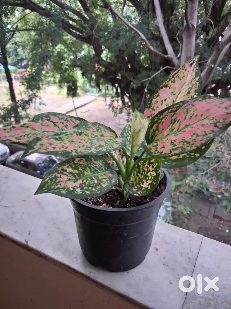 Plants for home and garden