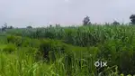 Gonda district में agricultural जमीन लेने के के लिए संपर्क करे