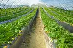 Half Acre of Mango Farms available for sale off Bangalore