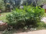 Urgent Sales of Barasat Kazipara