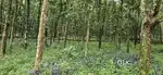 6 Acre 70 cent for sale near Ettumanoor.Kidangoor Kuravilangad 2.3 cr