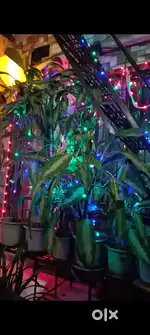 220 sqft chawl room Near Bhandup east railway station near Sai nagar