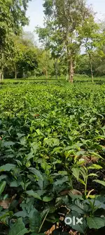 Land with matured tea garden