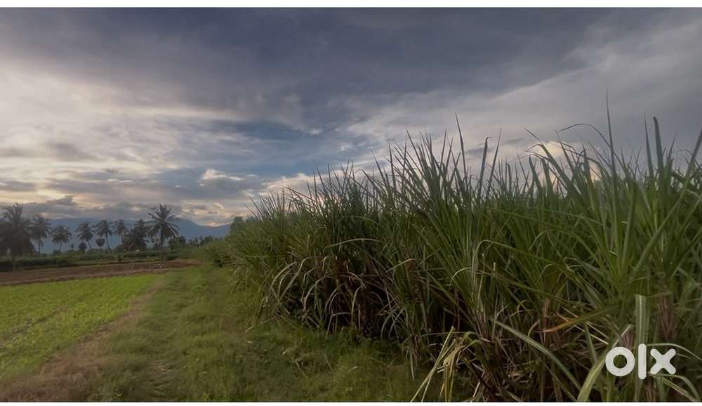 கரும்புத் தோட்டம் விற்பனைக்கு
