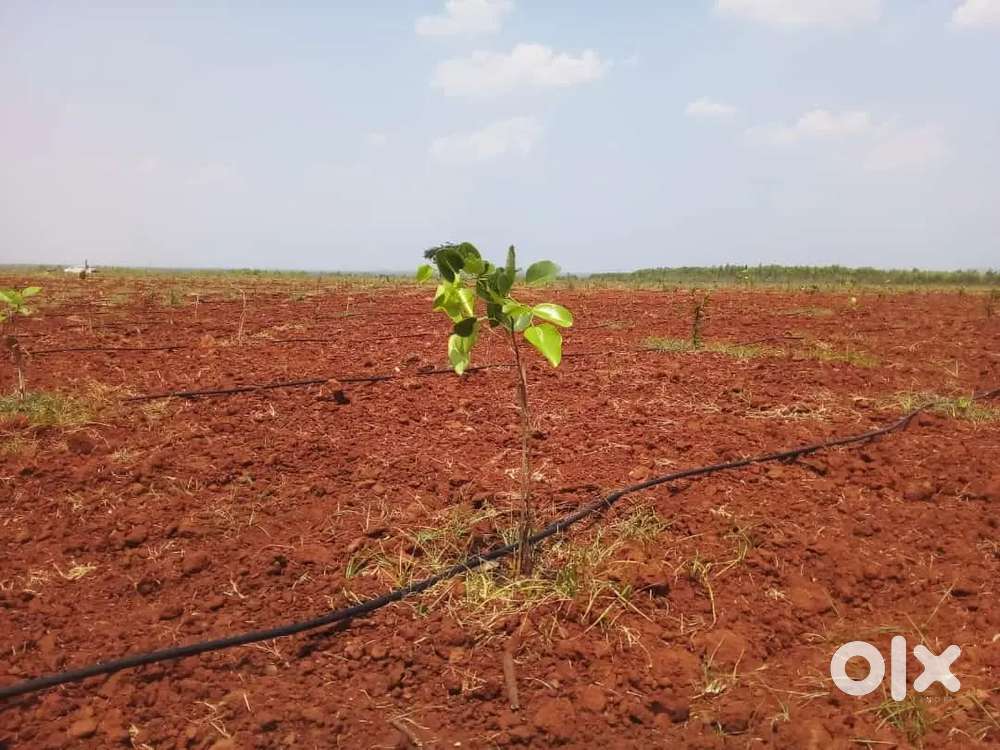 Redsandal Farmlands Golden Returns just 34 lakhs